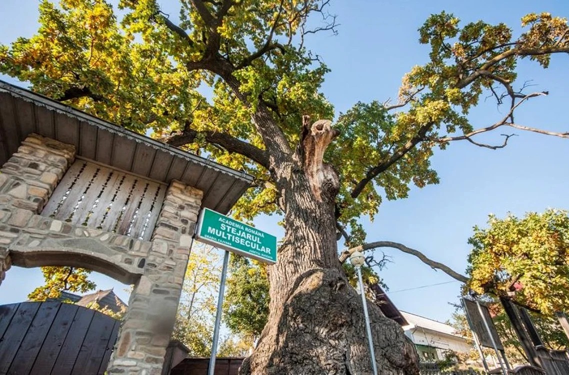 Stejarul multisecular din Cajvana